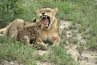 African Lions (Panthera leo), lioness with cubs, Sabie Sand Game Reserve, South Africa, cub, Africa