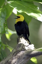 Yellow-headed blackbird (Xanthocephalus xanthocephalus), male