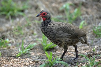 Swainson's Francolin (Francolinus swainsonii), Kruger national park, South Africa, side, Africa