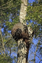 Tree termites nest on tree, Berenty Private Reserve, Magadascar, Tree termites nest on tree,