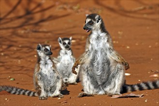 Ring-tailed ring-tailed lemur (Lemur catta), female with young, sunbathing, Berenty Private