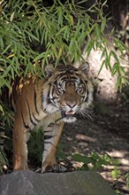 Sumatran Tiger (Panthera tigris sumatrae)