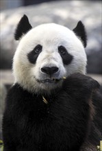 Giant Panda (Ailuropoda melanoleuca)