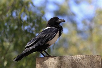 Pied Crow (Corvus albus), Berenty Reserve, Madagascar, Africa