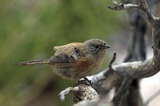 Dusky Grasswren, Northern Territory, Australia (Amytornis purnelli)