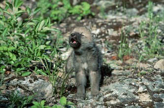 Wolf cub, howling (Canis lupus)