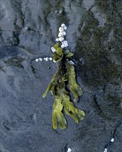 Seaweed and barnacles (Balanus balanoides) on rocks, Varanger Peninsula, Finnmark, Norway, Europe