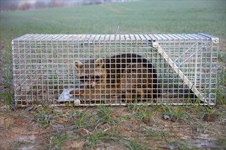 Raccoon (Procyon lotor), life trap, caught in trap, Lower Saxony, Germany, Europe