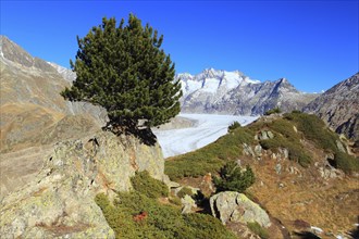 Great Aletsch Glacier and tub horns, Swiss stone pine, Swiss stone pine, Valais, Switzerland,