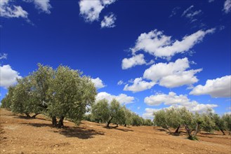 Olive groves along the A311, between Andujar and Jaen, province of Jaen, Andalusia, Spain, Europe