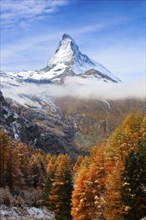 Larch forest , Larch, Matterhorn, Valais, Switzerland, Europe