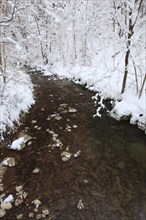 Aabach, Aa-Bach, Bergbach, forest brook, Kemptner Tobel, Zurich Oberland, Switzerland, Europe