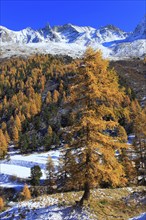 Aiguille de la Tsa, 3668 m, larch forest, Valais, Switzerland, Europe