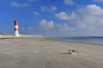 Common seal, lighthouse on Düne Island, Helgoland, Germany, Europe