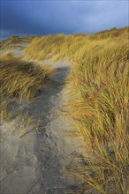 Sanddüne, Düne Island, Helgoland, Germany, Europe