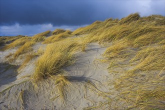 Sanddüne, Düne Island, Helgoland, Germany, Europe