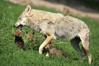 Gray wolf (Canis lupus) with cubs, Gray wolf with young, young