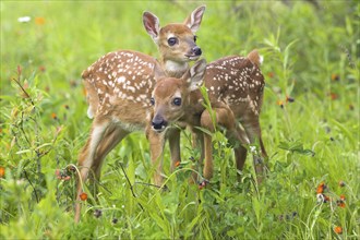 White-tail Deer, fawns (Odocoileus virginianus), fawn