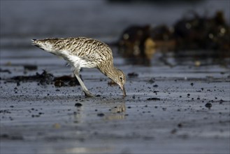 Curlew, Northumberland, England (Numenius arquata)