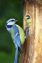 Blue Tit (Parus caeruleus) with young at nest box, Lower Saxony, Germany, Europe