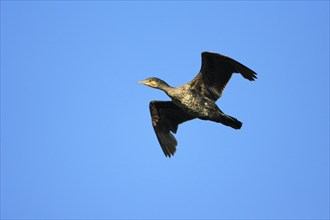 Cormorant, junvenile, Texel, Netherlands (Phalacrocorax carbo)