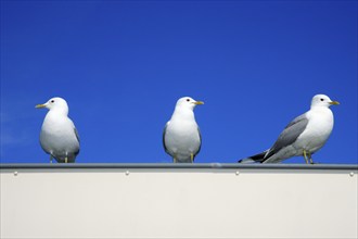 Common Gulls (Larus canus), Texel, Netherlands