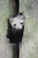 Beech Marten (Martes foina) looking out of tree hole, Germany, Europe