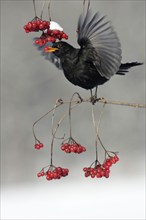 Blackbird (Turdus merula), male, feeding on berries, Germany, Europe