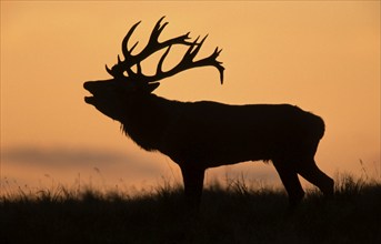 Red Deer (Cervus elaphus), male, side