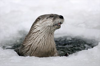 Canadian Otter looking out of ice hole (Lutra canadensis)