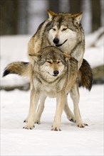 Gray wolves (Canis lupus), pair, copulating, releasable