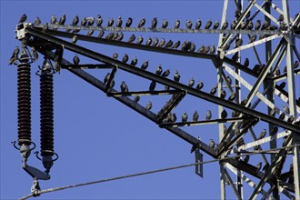 Starlings (Sturnus vulgaris) gather for bird migration on high voltage pylon, Lower Saxony,