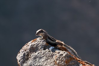 Barbary ground squirrel (Atlantoxerus getulus), chipmunk, Atlantic squirrel, ground squirrel,