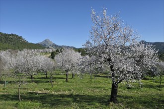 Flowering Almond trees (Prunus dulcis), Tramuntana Mountains, Majorca, Balearic Islands, Spain,