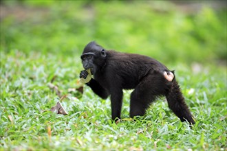 Sulawesi Crested Black Macaque (Macaca nigra), Celebes Ape