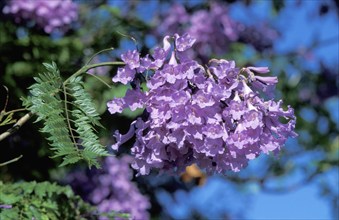 Blue Jacaranda (Jacaranda mimosifolia), blossoms, South Africa, Africa