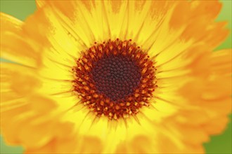 Garden Marigold (Calendula officinalis)