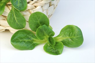 Corn salad (Valerianella locusta) in baskets, Rapünzchen