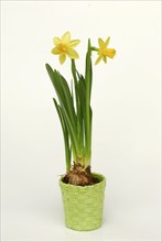 Daffodils (Narcissus)