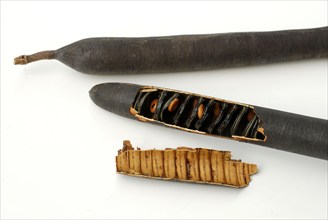 Cassava, fruit and seeds, pod, Indian laburnum, tube cassava