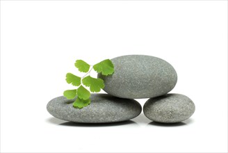 Stacked stones and leaf of lady's hair fern, cutout, object