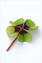 Four-leaf, , luckyclover, four-leaf