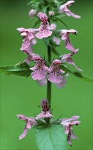 Common Hemp-nettle (Galeopsis tetrahit), Lower Saxony, Germany, Europe