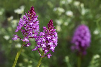 Pyramidal orchid, Pyramidal orchis, Pointed orchis, Comb orchid, Pyramidal orchid, Pyramidal