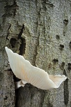 Beech mucilage, porcelain fungus (Oudemansiella mucida), Fungi, Porcelain fungus