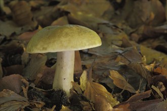 Grey-green milkling (Lactarius blennius), milkling (lactarius), russulaceae, Russulaceae,