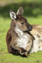 Western Grey Kangaroo (Macropus fuliginosus), Kangaroo Island, South Australia, Kangaroo Island