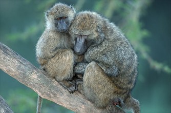 Anubis Baboons (Papio anubis), female with young, Nakuru national park, Kenya (Papio cynocephalus