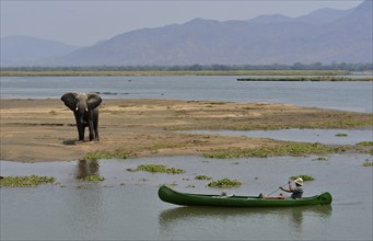 Park ranger approaches an elephant (Loxodonta africana) by canoe, Zambezi River, Mana Pools