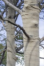 Exposed beech trees (Fagus sylvatica) trunks wrapped in burlap, jute as protection for bark against